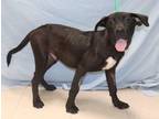 Adopt Abner a Black Labrador Retriever / Great Dane dog in Forrest City