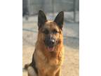 Adopt Roma Local a Tan/Yellow/Fawn - with Black German Shepherd Dog / Mixed dog