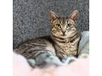Adopt Lulu a Gray or Blue Domestic Shorthair / Mixed cat in Merriam