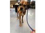 Adopt Flora - IN FOSTER a Brown/Chocolate Mixed Breed (Large) / Mixed dog in