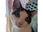 Adopt Dexter a All Black Domestic Shorthair / Mixed cat in Durham, NC (38450384)
