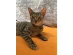 Adopt Sage a Brown Tabby Domestic Shorthair (short coat) cat in Whittier