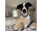 Adopt Ladder a Black Labrador Retriever / Border Collie / Mixed dog in St.
