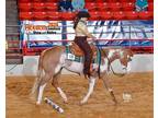 Apha Finished Western Pleasure Gelding, All-Around Packer