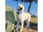 Adopt Jiyong a White Shiba Inu / Jindo / Mixed dog in Torrance, CA (38423802)