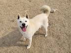 Adopt JiYong a White Shiba Inu / Jindo / Mixed dog in Torrance, CA (38423802)