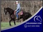 Meet Cruz Black Tennessee Walking Gelding - Available on [url removed]