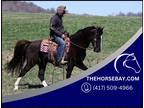 Meet Pepper Tennessee Walking Gelding - Available on [url removed]