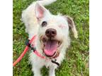 Adopt Hera a White - with Tan, Yellow or Fawn Wirehaired Fox Terrier / Mixed dog