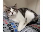 Adopt Ahsoka a Domestic Shorthair / Mixed (short coat) cat in Fremont