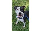 Adopt Henna (foster) a Black American Pit Bull Terrier / Mixed dog in Cleveland