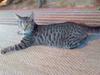 Adopt Dottie a Spotted Tabby/Leopard Spotted American Shorthair / Mixed cat in