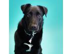 Adopt Zeke a Black Mixed Breed (Medium) / Mixed dog in Newark, DE (38713892)