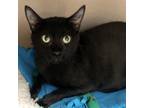 Adopt Baklava a All Black Domestic Shorthair / Mixed cat in Lakeland