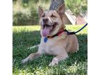 Adopt Hawthorne a Tan/Yellow/Fawn Husky / Shepherd (Unknown Type) / Mixed dog in