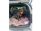 Adopt Larz a Brown/Chocolate American Pit Bull Terrier / Mixed dog in