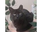 Adopt Peoni a All Black Domestic Shorthair / Mixed cat in Titusville