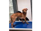 Adopt Suzanne a Tan/Yellow/Fawn Jack Russell Terrier / Mixed dog in