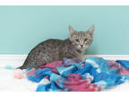 Adopt Texas a Gray or Blue Domestic Shorthair / Domestic Shorthair / Mixed cat