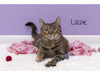 Adopt Lizzie a All Black Domestic Shorthair / Domestic Shorthair / Mixed cat in
