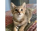 Adopt Sandy a Gray or Blue Domestic Shorthair / Mixed cat in Cincinnati