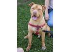 Adopt Rover a American Staffordshire Terrier / Mixed dog in Ewing, NJ (38498217)