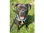 Adopt Dennis III 26 a Black American Pit Bull Terrier / Mixed dog in Cleveland