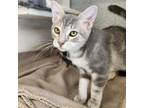 Adopt Gina Jo a Gray or Blue Domestic Shorthair / Mixed cat in Tallahassee