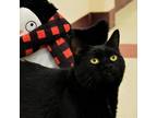 Adopt Drogo a All Black Domestic Shorthair / Mixed cat in Waynesboro