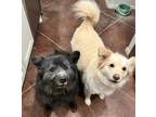 Adopt Malbec and Semillon a Black Chow Chow / Mixed dog in Houston