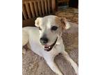 Adopt Nora Nubbins a Boxer dog in Denver, CO (38536059)