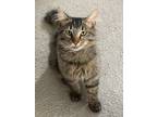 Adopt Mr. 3 a Brown Tabby Domestic Mediumhair (medium coat) cat in Logan