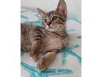 Adopt Amelia a Domestic Shorthair / Mixed (short coat) cat in St.