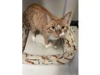 Adopt Catalina a Orange or Red Domestic Shorthair / Domestic Shorthair / Mixed