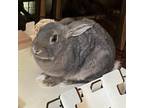 Adopt Bradford a New Zealand / Mixed rabbit in Jacksonville, FL (38473490)