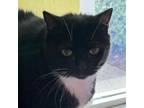 Adopt Rosemary a All Black Domestic Shorthair / Mixed cat in Ridgeland