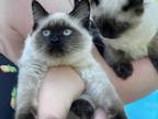 Ragdoll Kittens