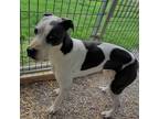 Adopt Blue B (Boomer) a Great Dane / Mixed Breed (Medium) / Mixed dog in