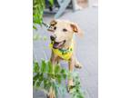 Adopt London a Tan/Yellow/Fawn Labrador Retriever / Golden Retriever / Mixed dog