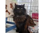 Adopt Mellos a All Black Domestic Longhair / Mixed cat in East Smithfield