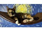 Adopt Tangerine a All Black Domestic Shorthair / Domestic Shorthair / Mixed cat