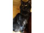 Adopt Ony a All Black Domestic Longhair / Domestic Shorthair / Mixed cat in West