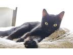 Adopt Wendy a All Black Domestic Shorthair / Domestic Shorthair / Mixed cat in