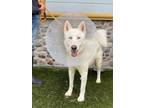 Adopt SONIC a White Siberian Husky / Mixed dog in Seattle, WA (38471259)