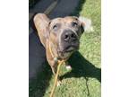 Adopt Jax a Brown/Chocolate American Pit Bull Terrier / Mixed dog in Winfield