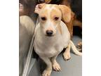 Adopt Cory a Tan/Yellow/Fawn Jack Russell Terrier / Mixed dog in Philadelphia