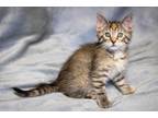 Adopt Bellatrix a Calico or Dilute Calico Domestic Shorthair (short coat) cat in