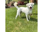 Adopt Rex a White Labrador Retriever / Jindo / Mixed dog in Thornwood