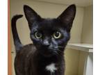 Adopt Jane a All Black Domestic Shorthair / Domestic Shorthair / Mixed cat in
