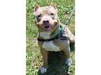 Adopt Pepe a Brown/Chocolate American Pit Bull Terrier / Mixed dog in